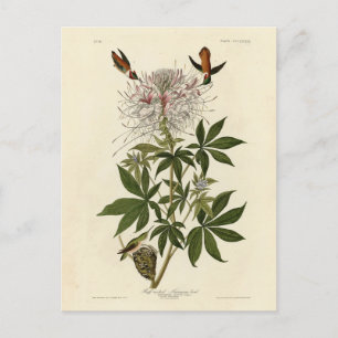 Heukhalsvogel, Audubon Birds of America Briefkaart