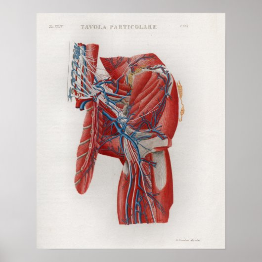 heupspieren Anatomie Poster (Voorkant)
