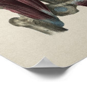 Heupspieren Humaan Anatomie  afdrukken Poster (Hoek)