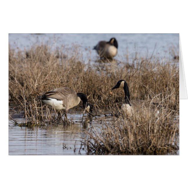 Heure de la collation des oies canadiennes (Devant Horizontal)
