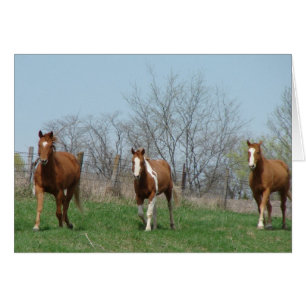 Heure de nourrir, Venez le chercher, Trois chevaux