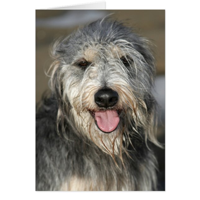 Heureux chien souriant (Devant)