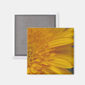 Heureux Gerber Carré Magnet (Recto/Verso)