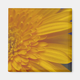 Heureux Gerber Carré Magnet