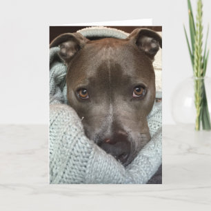 Hevige Pitbull-? Ik denk niet. Kaart