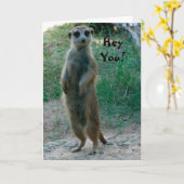 Hey, Meerkat Carte d'anniversaire (Fleur jaune)