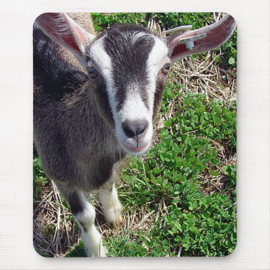 Hi Daar Goat Muismat (Voorkant)