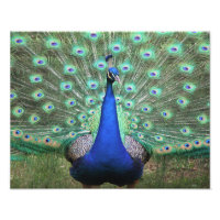 Hi-def foto van Peacock