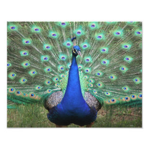 Hi-def foto van Peacock Afdruk