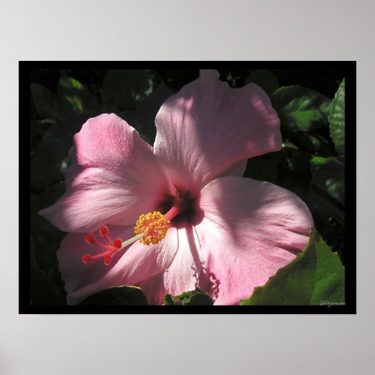 Hi Hibiscus Luscious Shadows Poster Print (Voorkant)