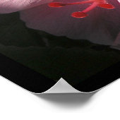 Hi Hibiscus Luscit Shadows Poster Imprimer (Coin)