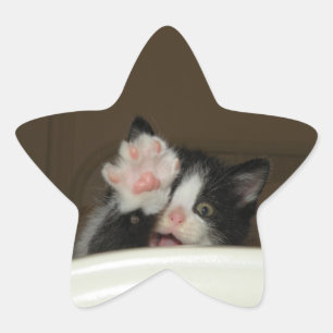 Hi kitten ster stickers