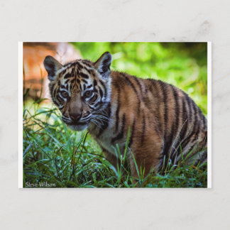 Hi-Res Sumatran Tiger Cub Briefkaart