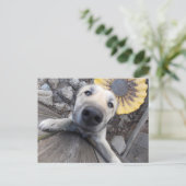 Hi There carte postale Doggy (Debout devant)