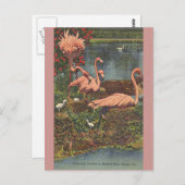  Hialeah Park Miami Flamingos Post Card Briefkaart (Voorkant / Achterkant)