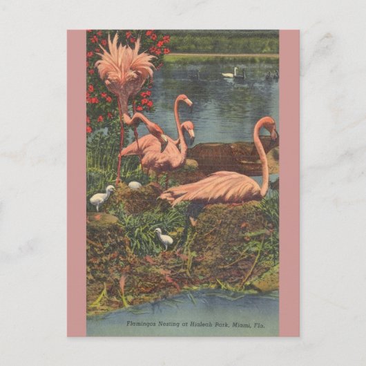  Hialeah Park Miami Flamingos Post Card Briefkaart (Voorkant)