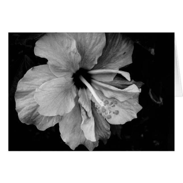 Hibiscus (Devant horizontal)