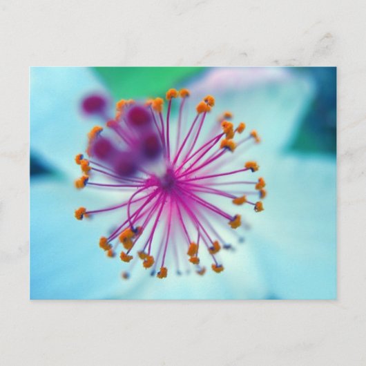 hibiscus 10 briefkaart (Voorkant)