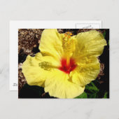 hibiscus 11 briefkaart (Voorkant / Achterkant)