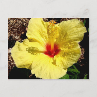 hibiscus 11 briefkaart