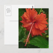 hibiscus 14 briefkaart (Voorkant / Achterkant)