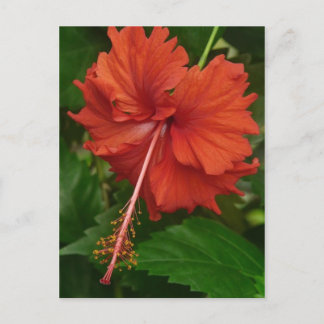 hibiscus 14 briefkaart