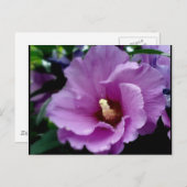 hibiscus 15 briefkaart (Voorkant / Achterkant)