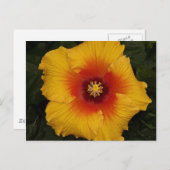 hibiscus 18 briefkaart (Voorkant / Achterkant)