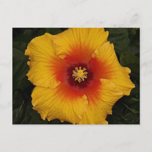 hibiscus 18 briefkaart (Voorkant)