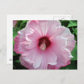 hibiscus 21 briefkaart (Voorkant / Achterkant)