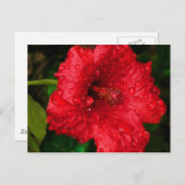 hibiscus 22 briefkaart (Voorkant / Achterkant)