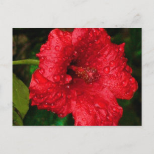 hibiscus 22 briefkaart