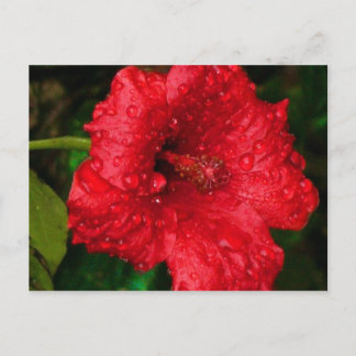 hibiscus 22 briefkaart