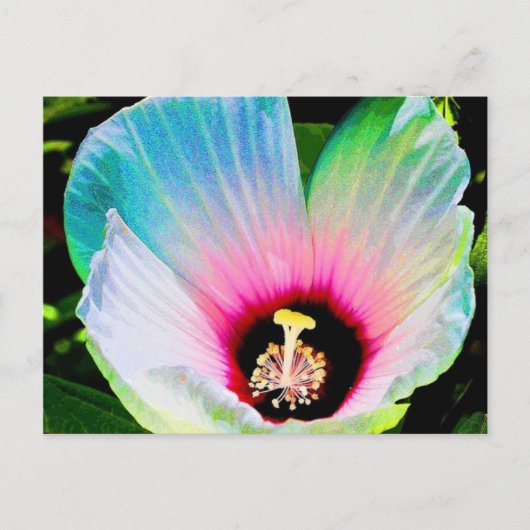 hibiscus 23 briefkaart (Voorkant)