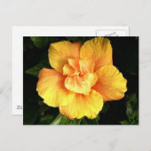 hibiscus 28 briefkaart (Voorkant / Achterkant)