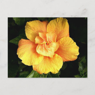 hibiscus 28 briefkaart