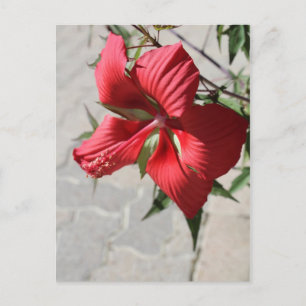 Hibiscus # 2 briefkaart
