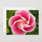 hibiscus 30 briefkaart (Voorkant / Achterkant)