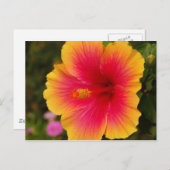 hibiscus 3 briefkaart (Voorkant / Achterkant)