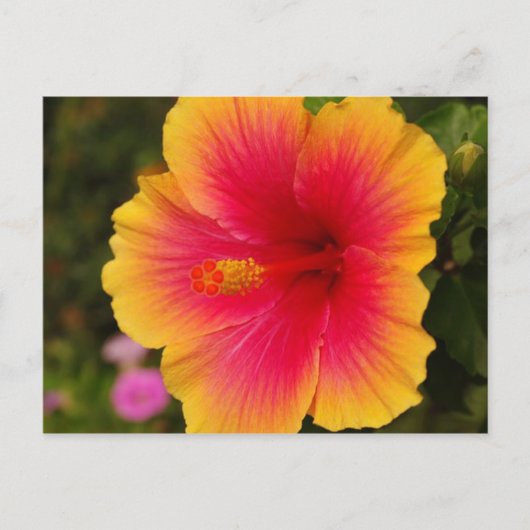 hibiscus 3 briefkaart (Voorkant)