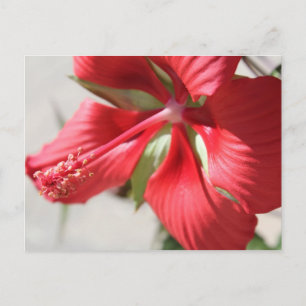 Hibiscus # 3 briefkaart