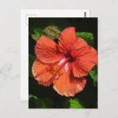 Hibiscus 424 briefkaart (Voorkant / Achterkant)