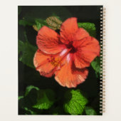 Hibiscus 424 fleur rouge tropicale (Dos)