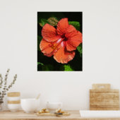 Hibiscus 424 tropische rode bloem poster (Keuken)