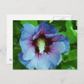 hibiscus 4 briefkaart (Voorkant / Achterkant)
