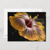 hibiscus 6 briefkaart (Voorkant / Achterkant)