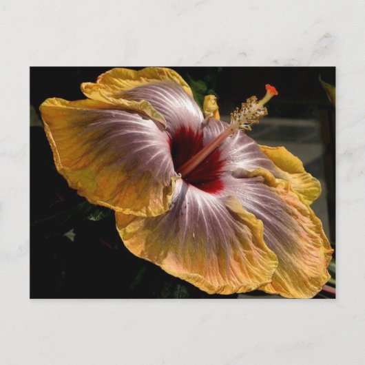 hibiscus 6 briefkaart (Voorkant)
