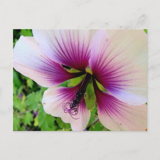 hibiscus 7 briefkaart (Voorkant)