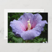 hibiscus 8 briefkaart (Voorkant / Achterkant)