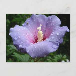 hibiscus 8 briefkaart